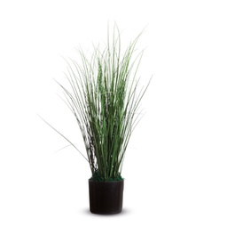 [89861] Pianta ornamentale ERBA H55cm