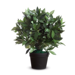 [89862] Pianta ornamentale LAURO H50cm